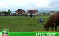 SUPER IMAGINI! Dinamo s-a antrenat printre VACI inainte de meciul cu Alba Iulia