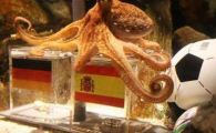 
	Bestseller in Germania: 300 de moduri pentru a gati o caracatita!:)
