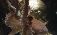 
	Soc pentru spanioli: Caracatita Paul "OPTopus" moare inainte de EURO 2012! Vor mai castiga?
