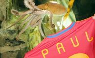 
	Caracatita Paul mai cunoscuta decat Casillas, Villa sau Iniesta!
