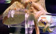 Ele sunt urmasele caracatitei Paul! Vezi ce rezultate au ales IKER si INIESTA la El Clasico!