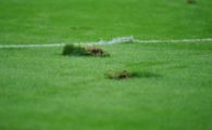
	Gazonul nu se schimba pana la meciul cu Schalke! Steaua BLESTEMATA sa joace pe un teren EXECRABIL:
