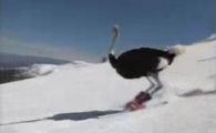 VIDEO FABULOS! Niciodata nu ai mai vazut asa ceva: Un STRUT reuseste cele mai tari scheme pe schiuri! E TRUCAJ? :))