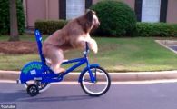 
	Fantastic! Cel mai tare VIDEO al zilei! Cainele care se pregateste de Turul Frantei! Vezi cum merge pe bicicleta:
